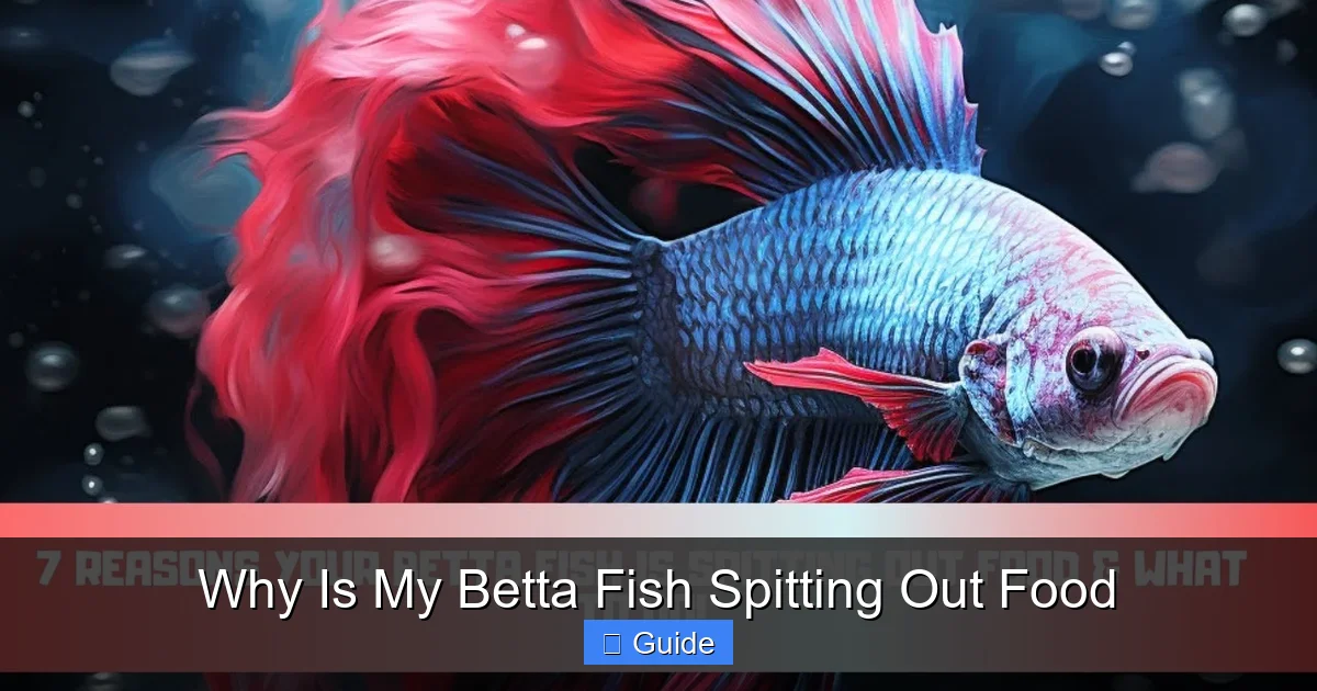 Why Is My Betta Fish Spitting Out Food