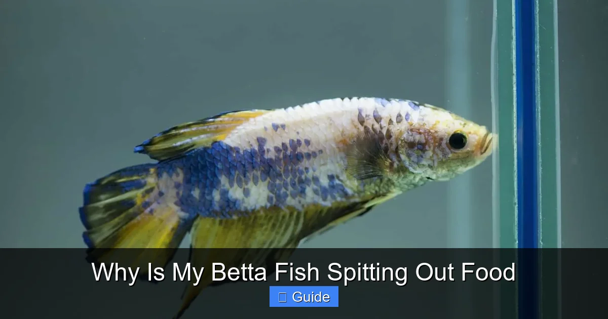 Why Is My Betta Fish Spitting Out Food