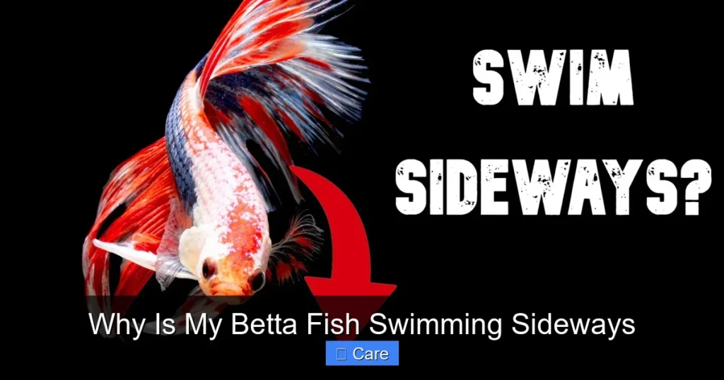 Why Is My Betta Fish Swimming Sideways