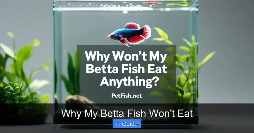 Why My Betta Fish Won't Eat