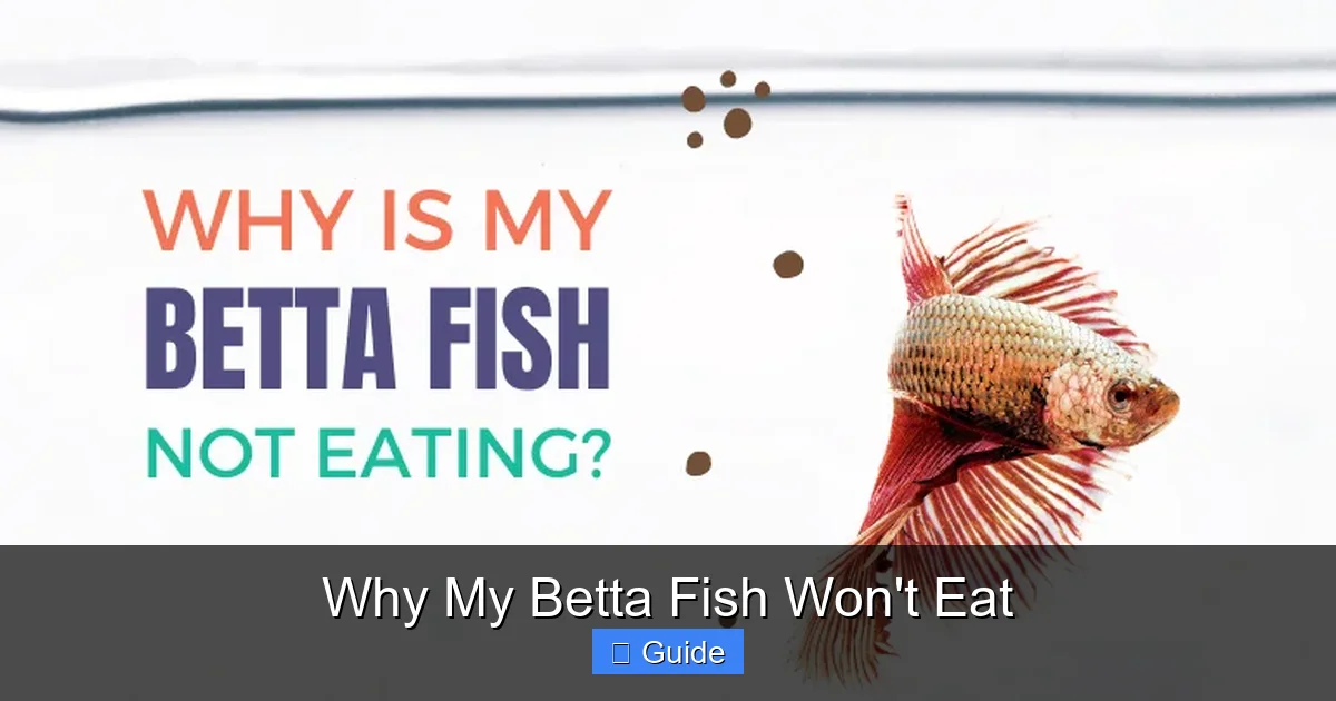 Why My Betta Fish Won't Eat