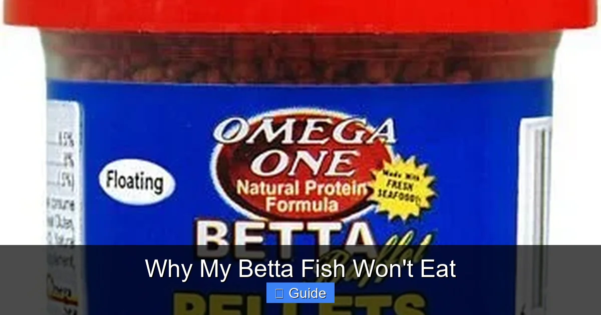 Why My Betta Fish Won't Eat