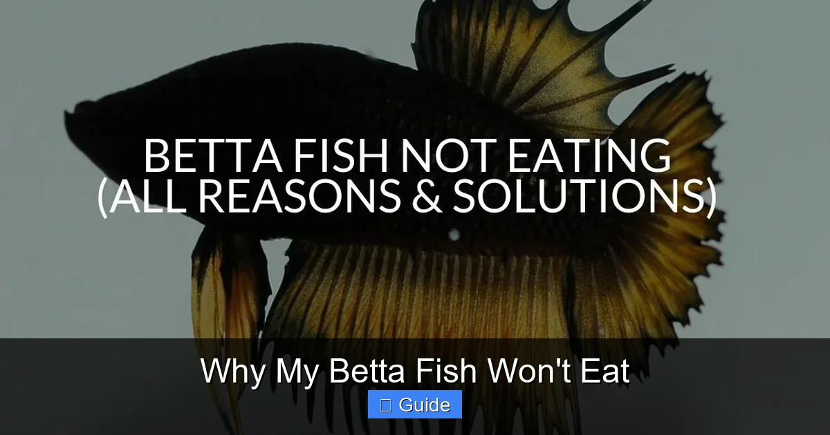 Why My Betta Fish Won't Eat