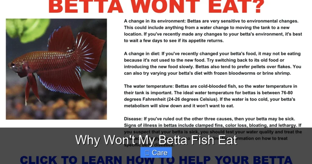 Why Won't My Betta Fish Eat