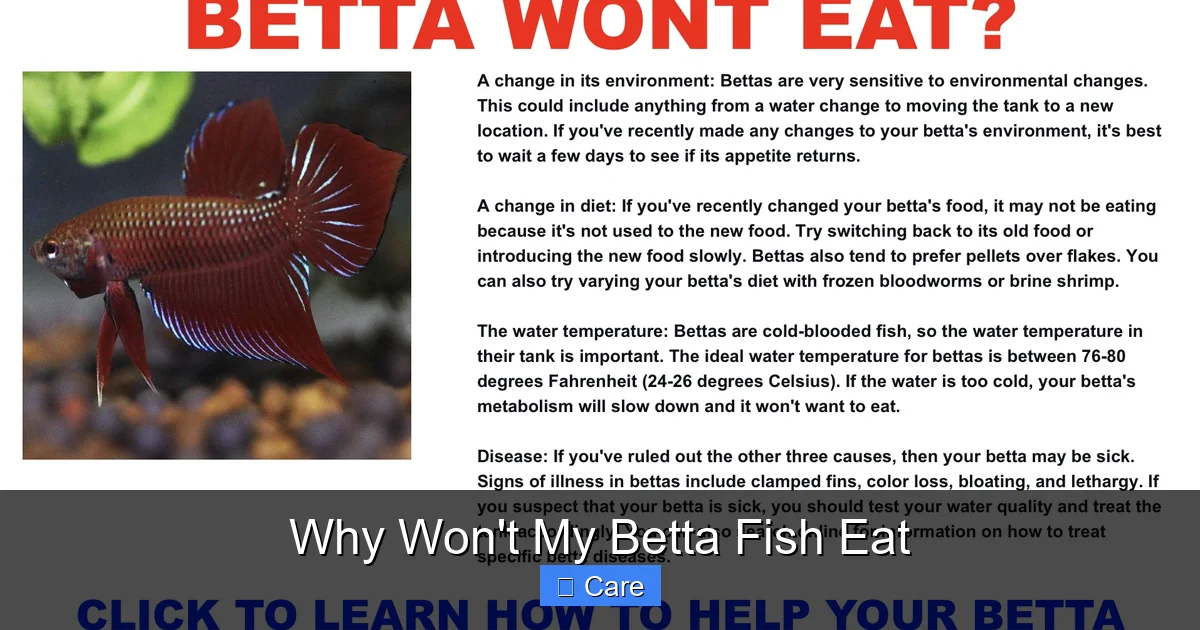 Why Won't My Betta Fish Eat