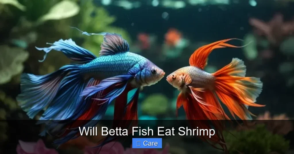 Will Betta Fish Eat Shrimp