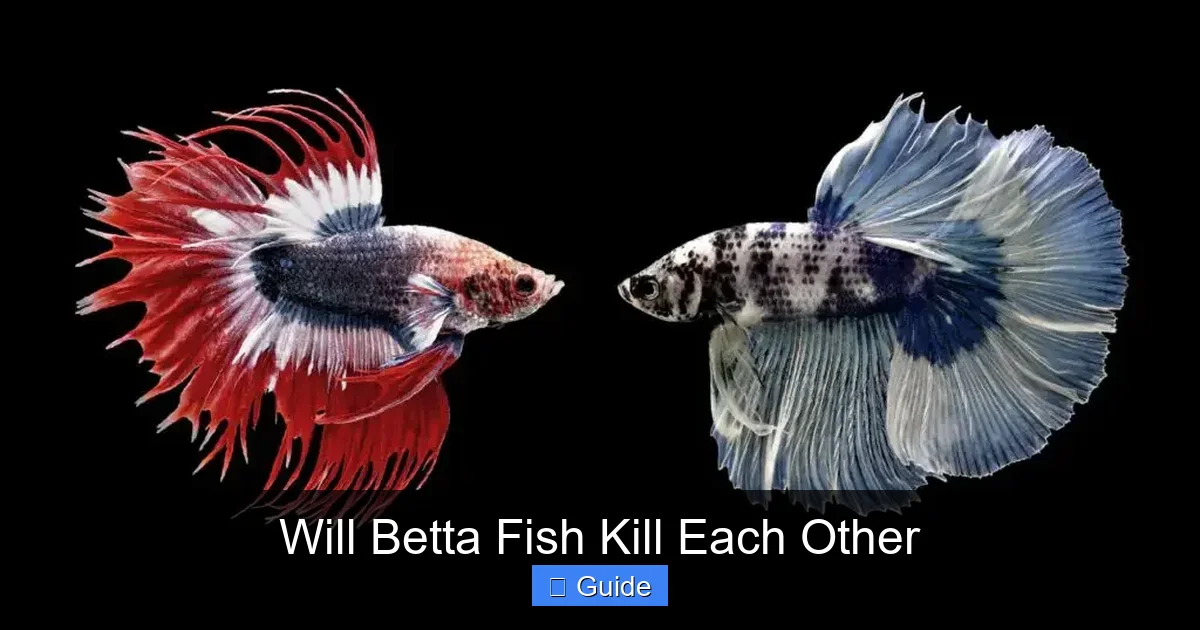 Will Betta Fish Kill Each Other