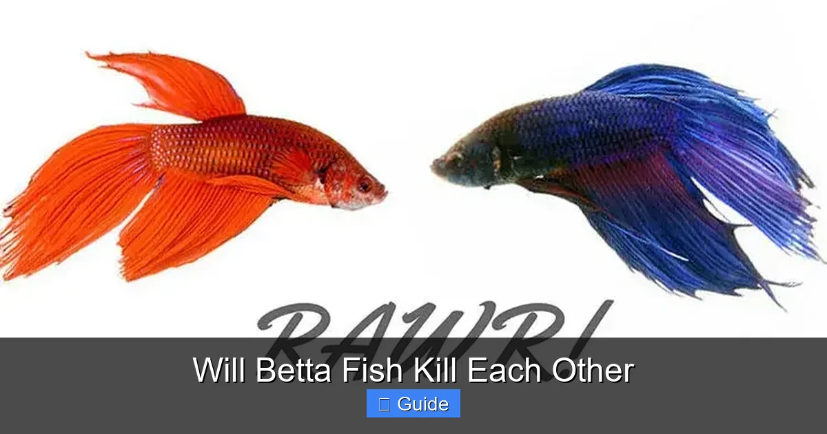 Will Betta Fish Kill Each Other