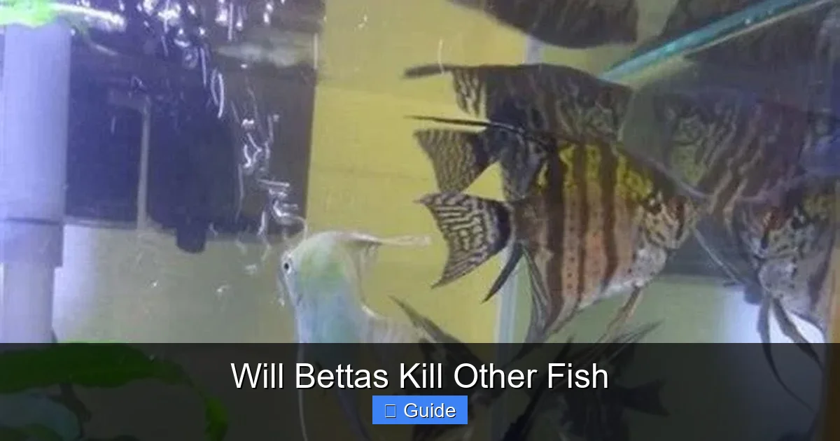 Will Bettas Kill Other Fish