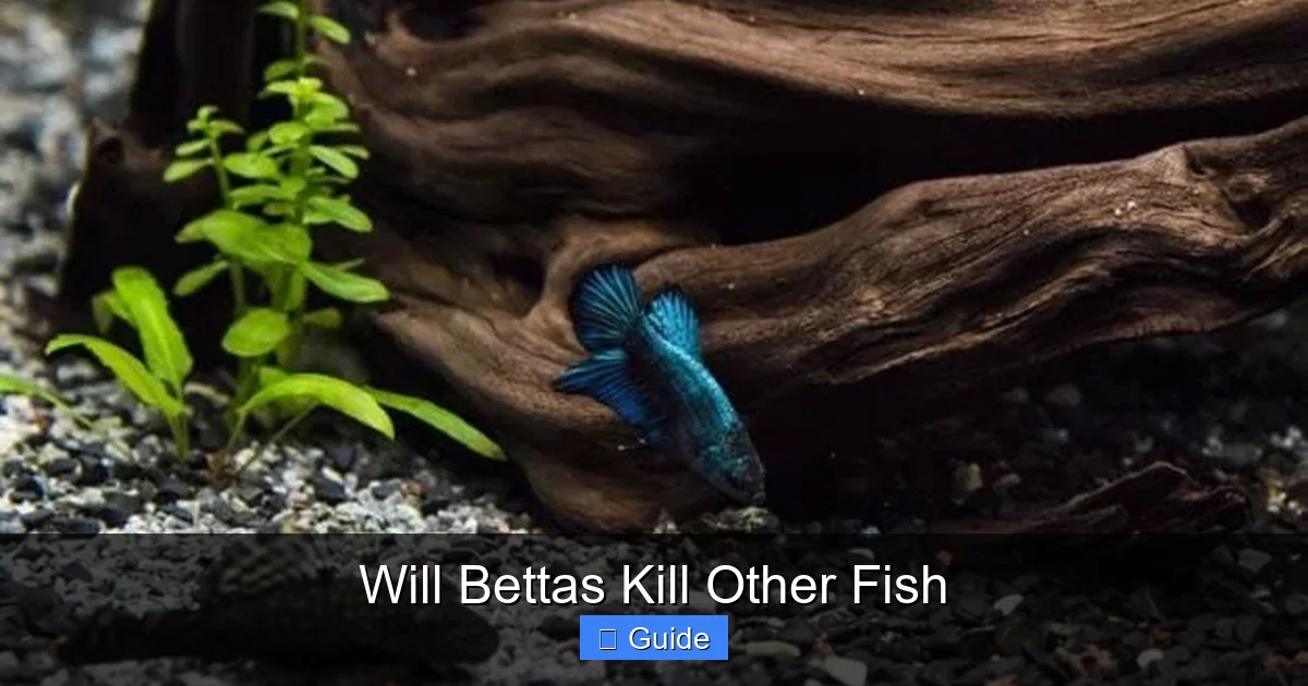 Will Bettas Kill Other Fish