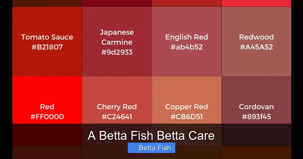 A Betta Fish Betta Care