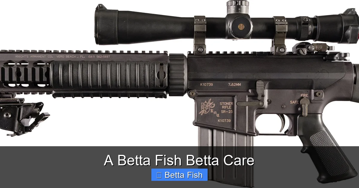 A Betta Fish Betta Care