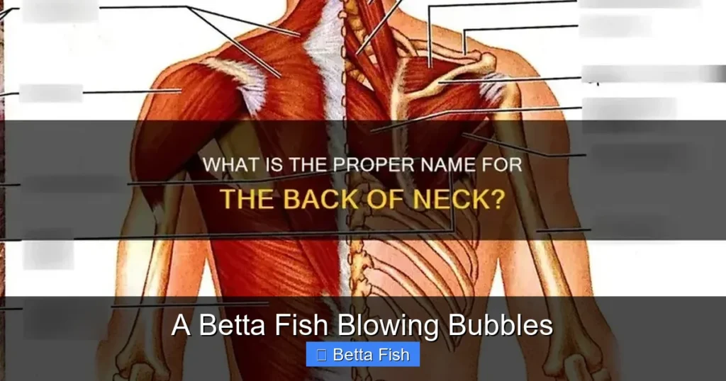 A Betta Fish Blowing Bubbles