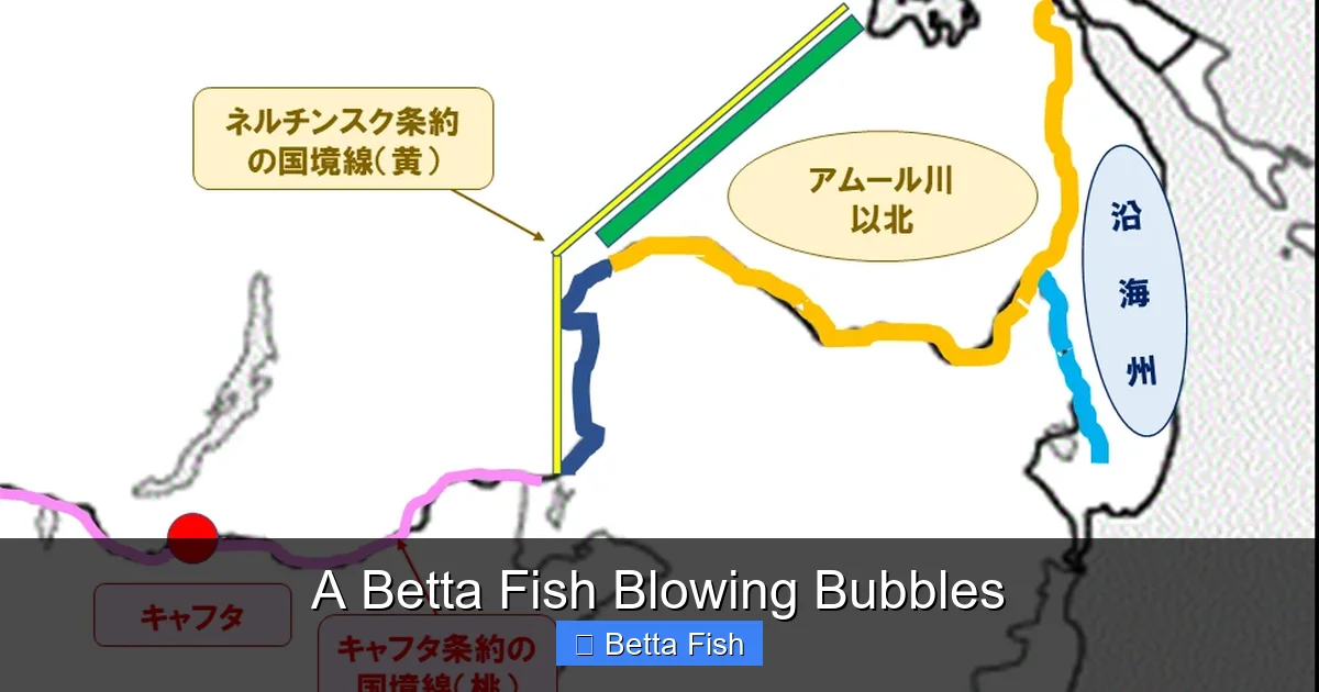 A Betta Fish Blowing Bubbles