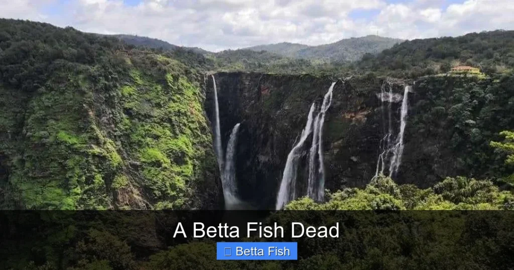 A Betta Fish Dead