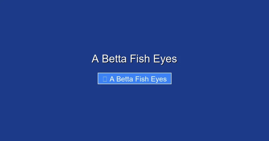 A Betta Fish Eyes