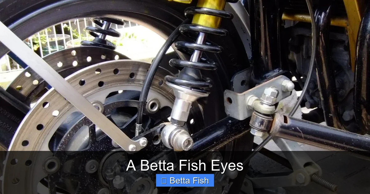 A Betta Fish Eyes