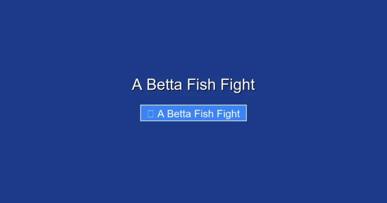 A Betta Fish Fight