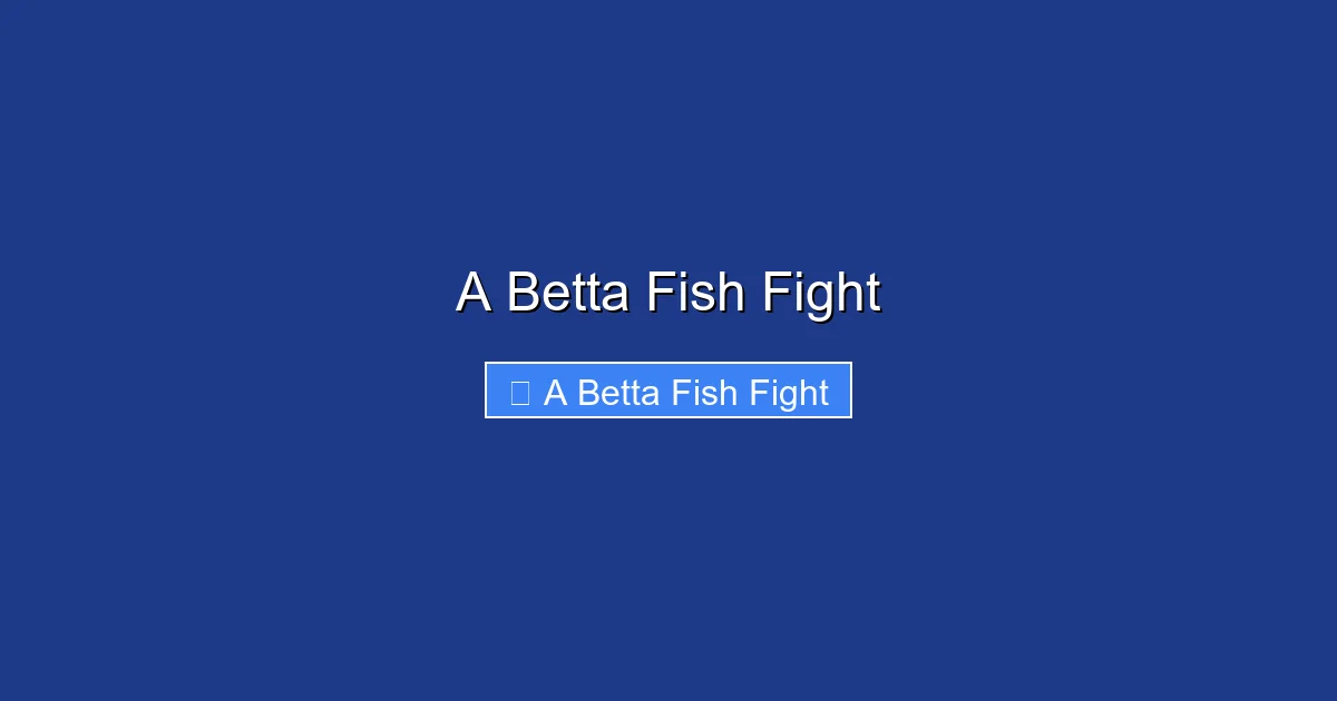 A Betta Fish Fight