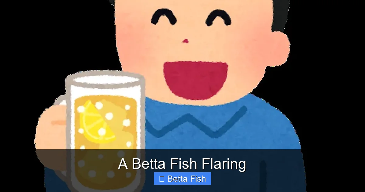 A Betta Fish Flaring