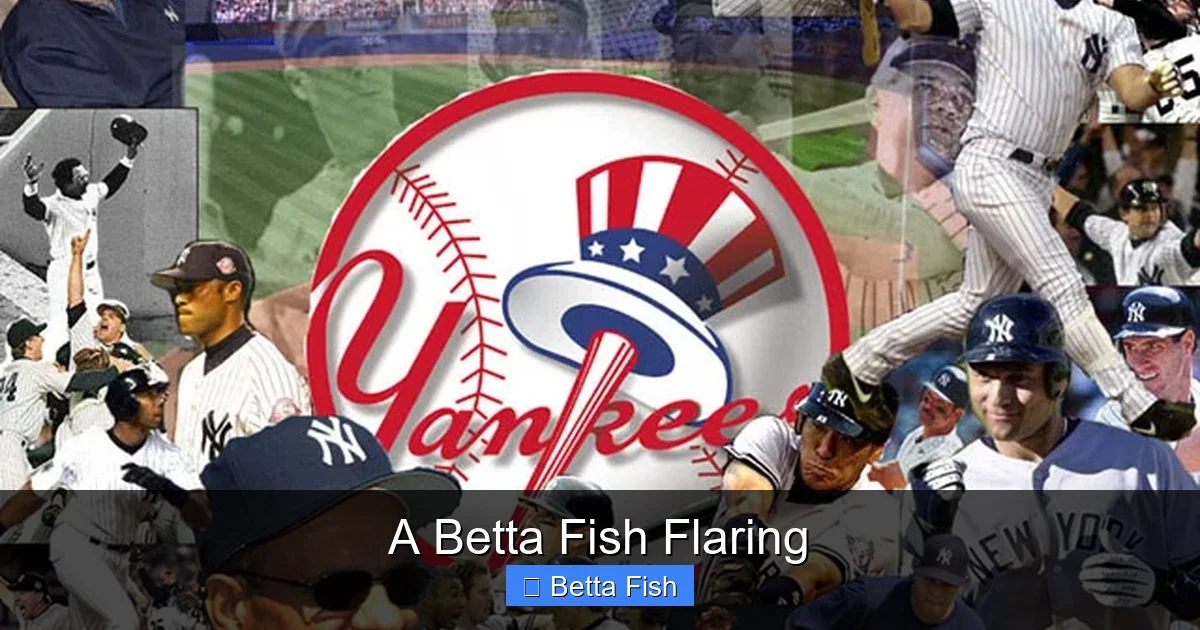 A Betta Fish Flaring