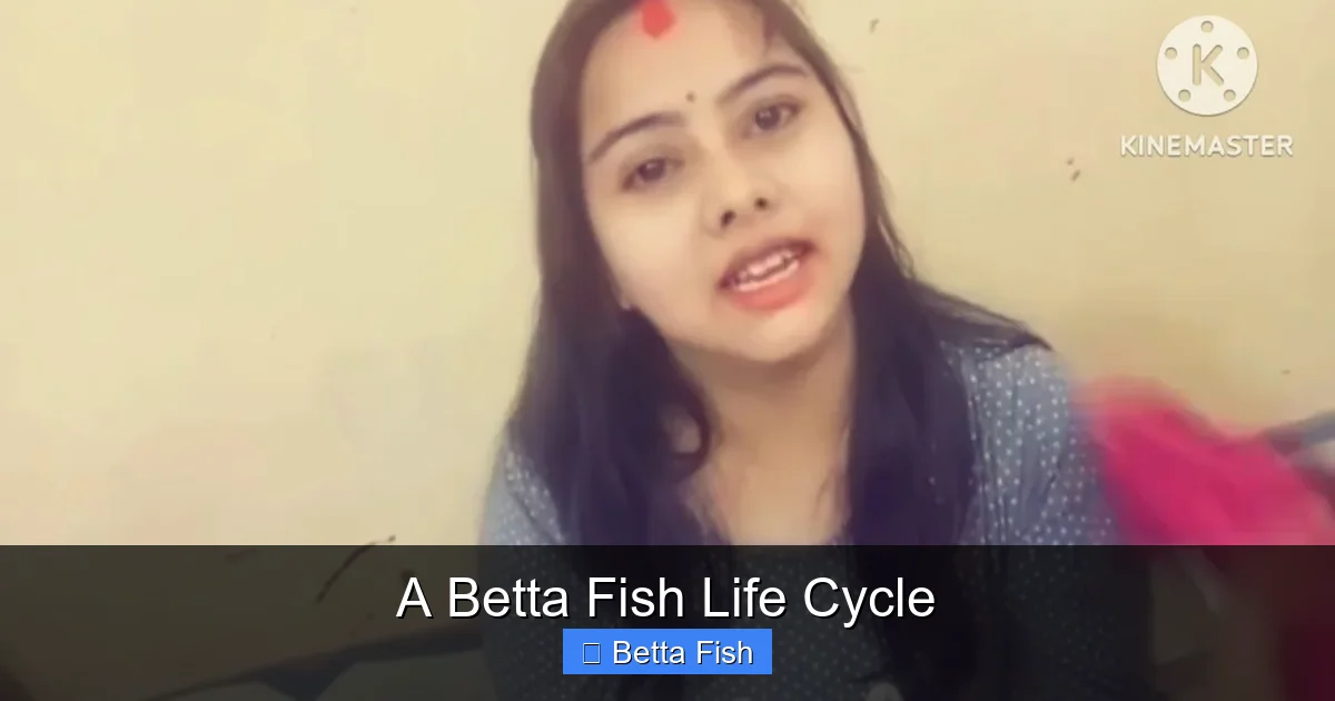 A Betta Fish Life Cycle