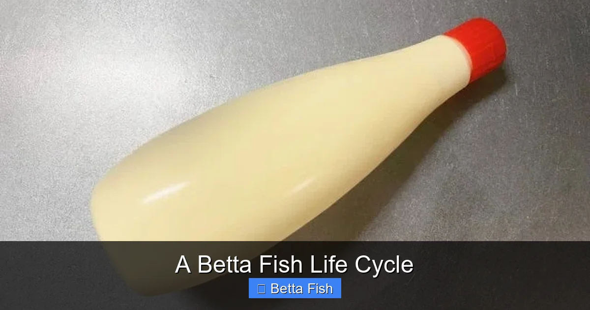 A Betta Fish Life Cycle