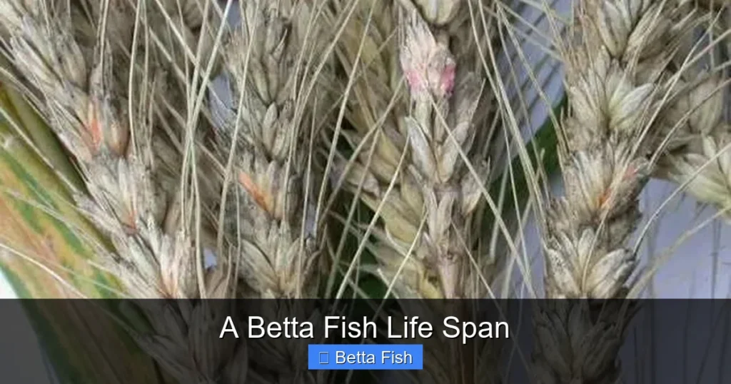 A Betta Fish Life Span