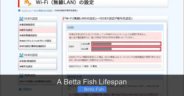 A Betta Fish Lifespan