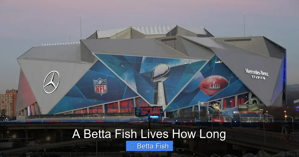 A Betta Fish Lives How Long