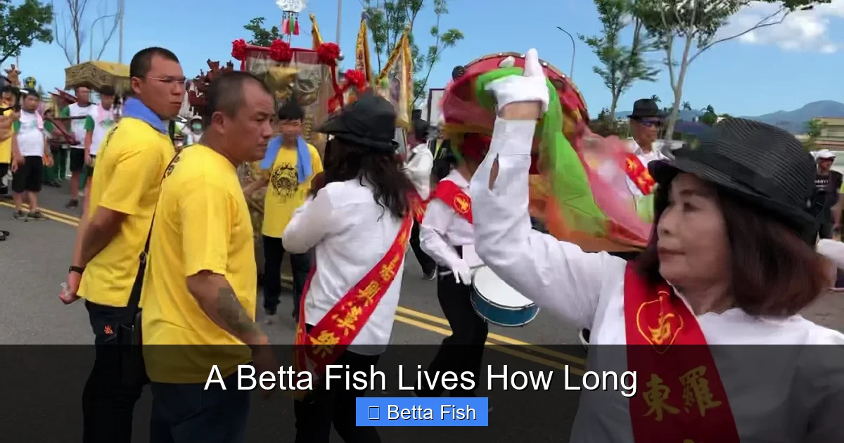 A Betta Fish Lives How Long