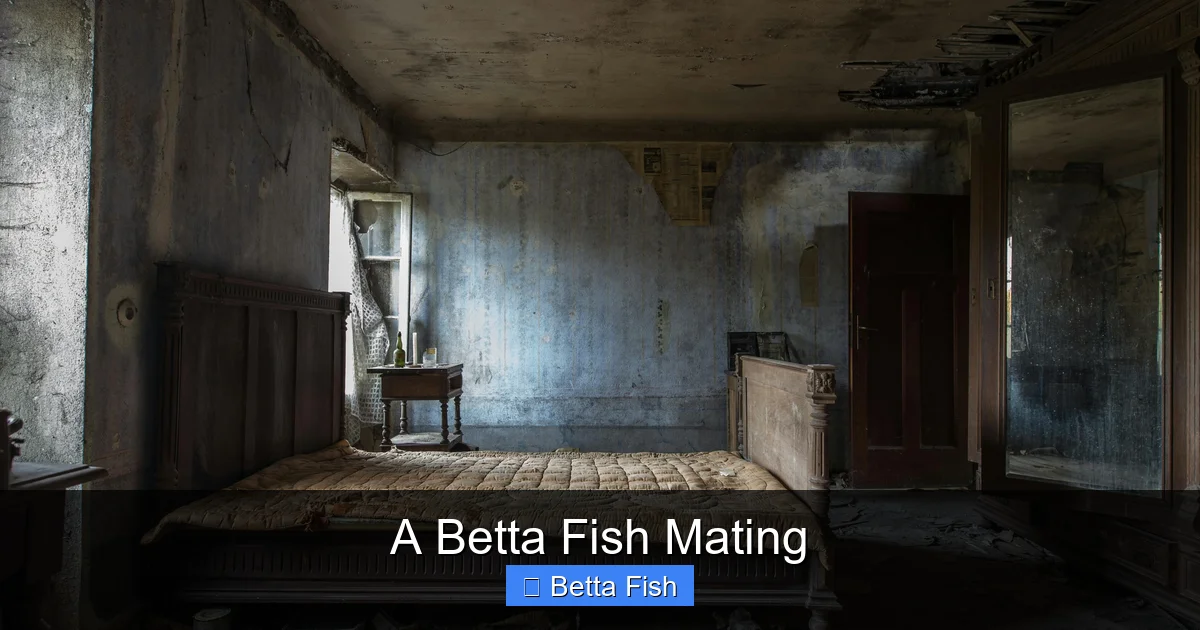 A Betta Fish Mating