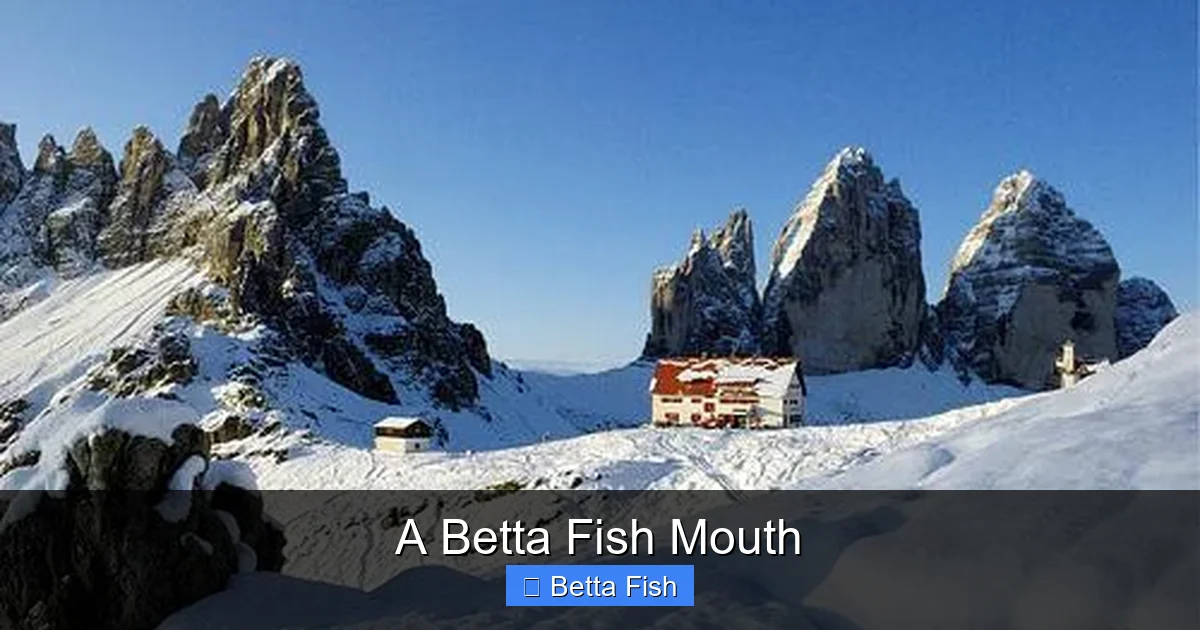 A Betta Fish Mouth