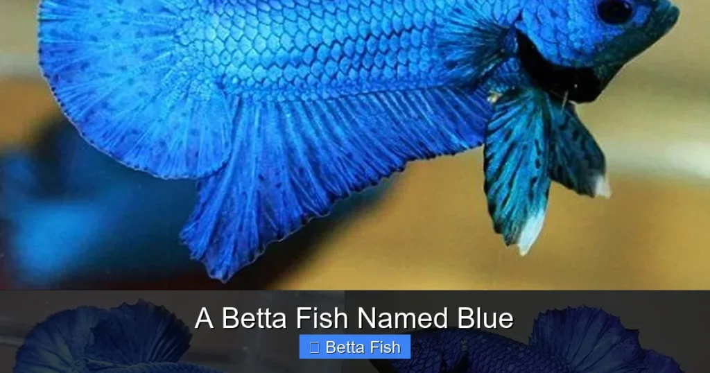 A Betta Fish Named Blue