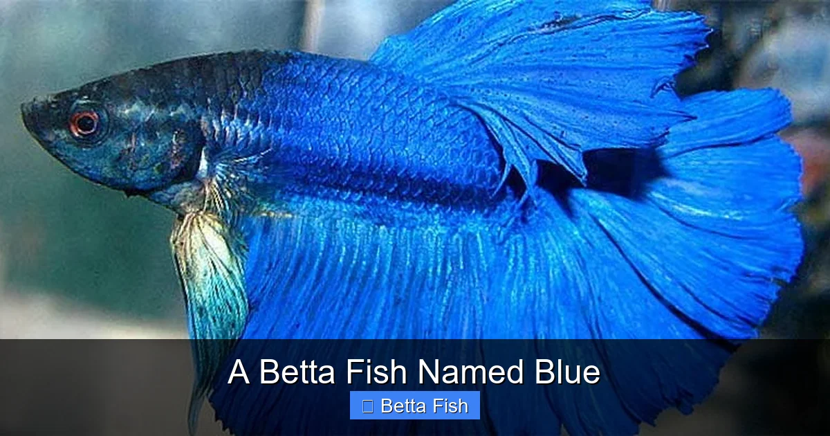 A Betta Fish Named Blue