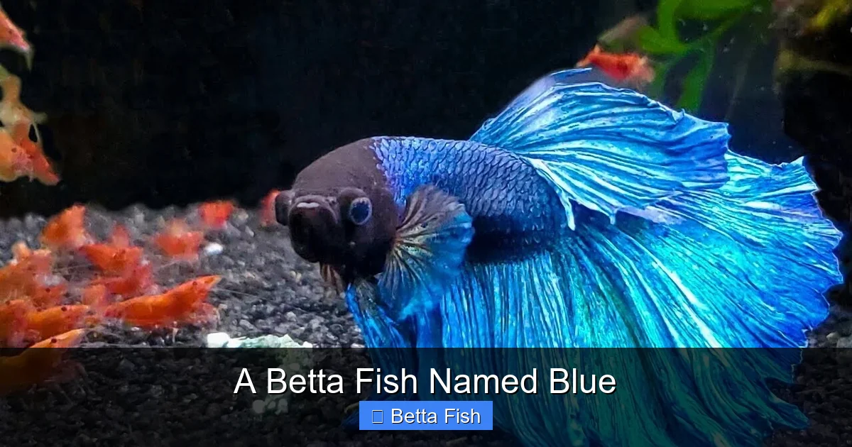A Betta Fish Named Blue