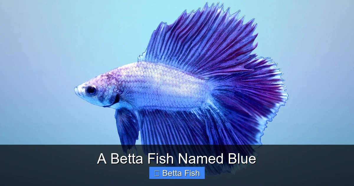 A Betta Fish Named Blue