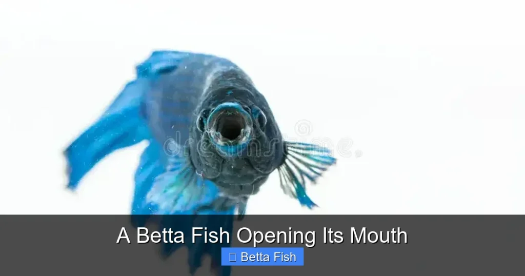 A Betta Fish Opening Its Mouth