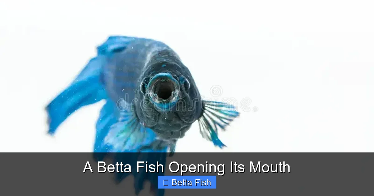 A Betta Fish Opening Its Mouth
