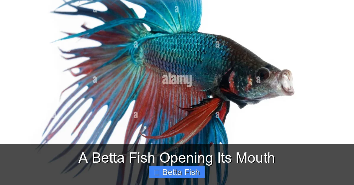 A Betta Fish Opening Its Mouth