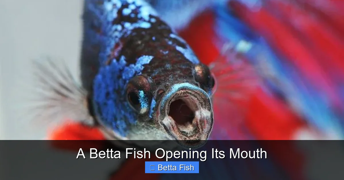 A Betta Fish Opening Its Mouth