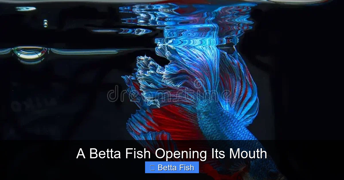 A Betta Fish Opening Its Mouth