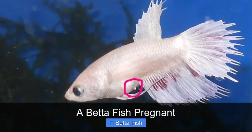 A Betta Fish Pregnant