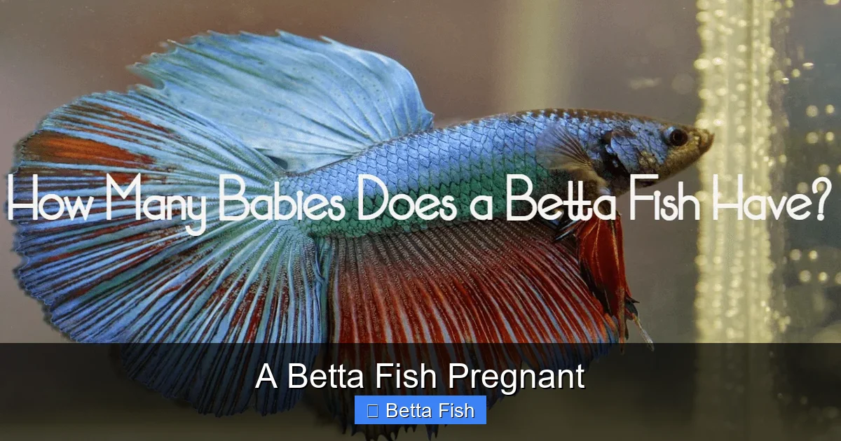 A Betta Fish Pregnant