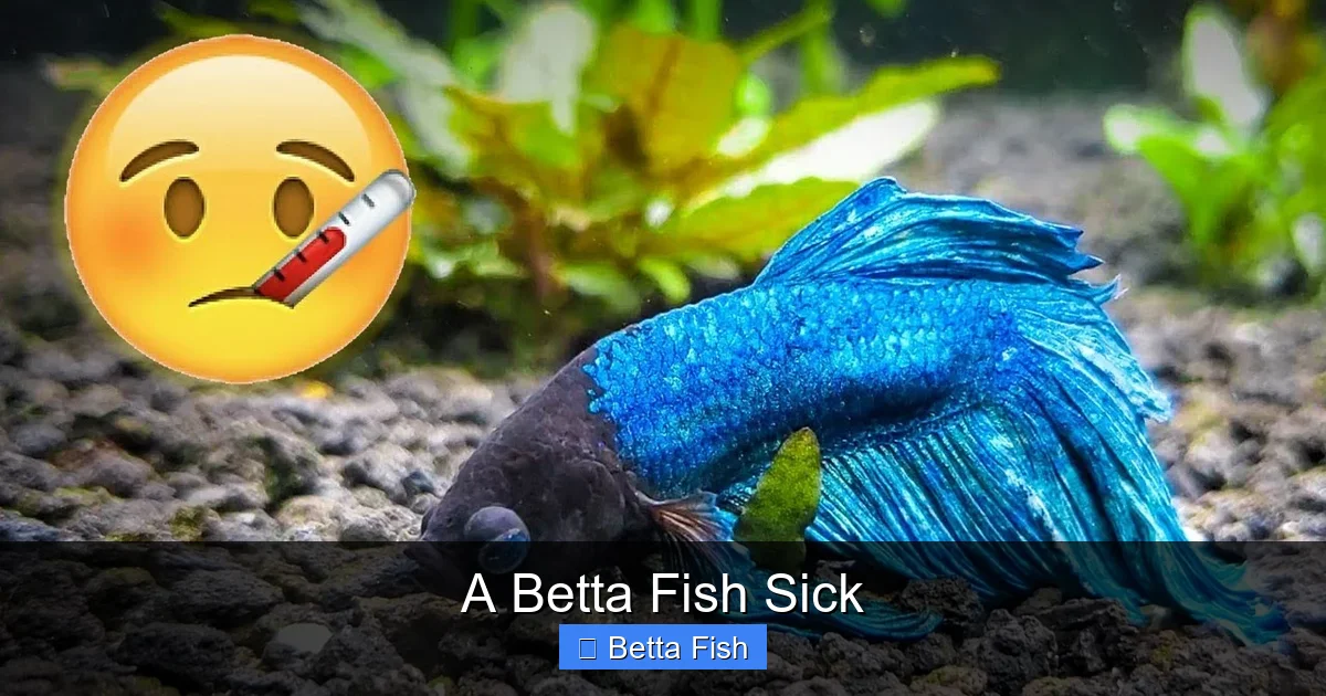 A Betta Fish Sick