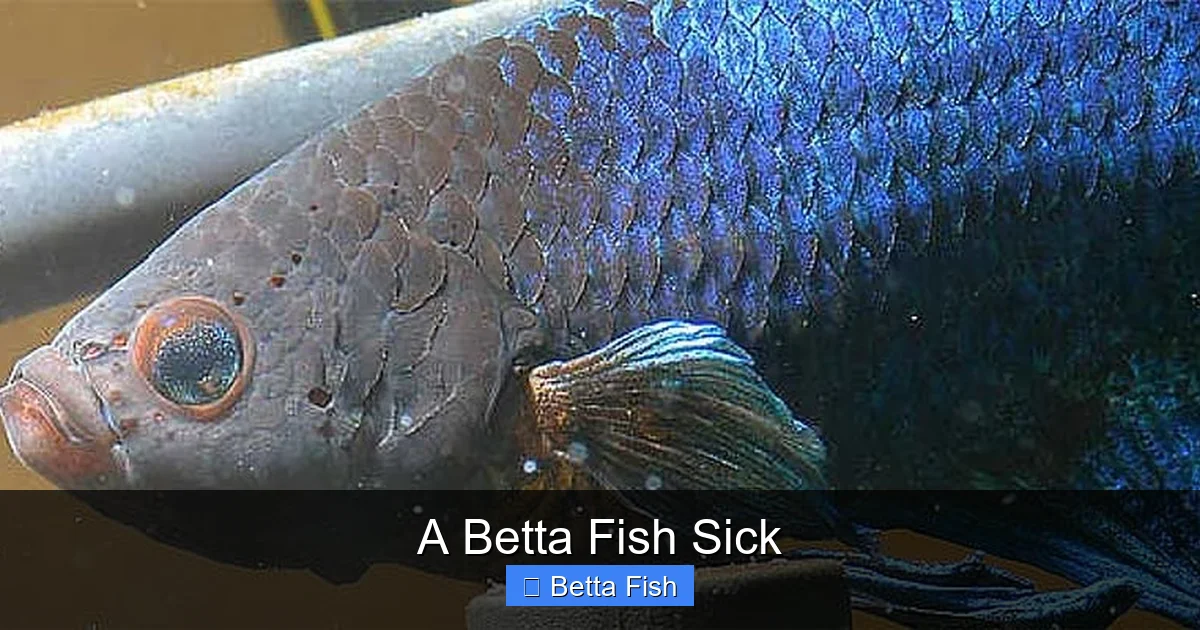 A Betta Fish Sick