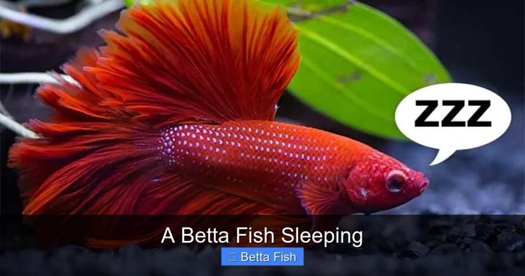 A Betta Fish Sleeping
