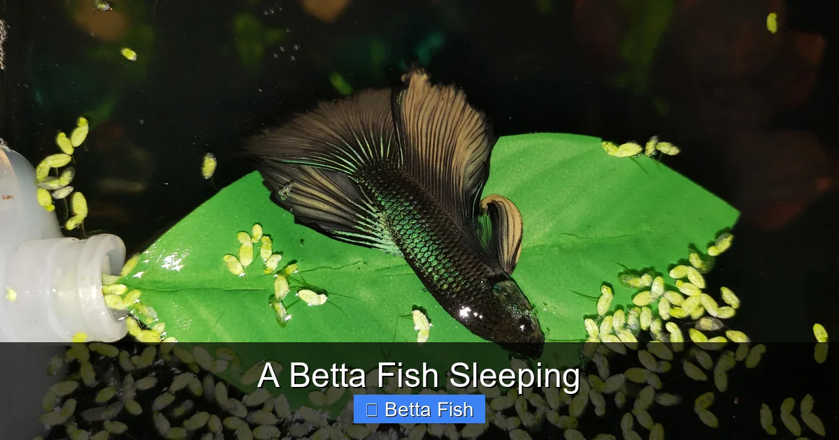 A Betta Fish Sleeping