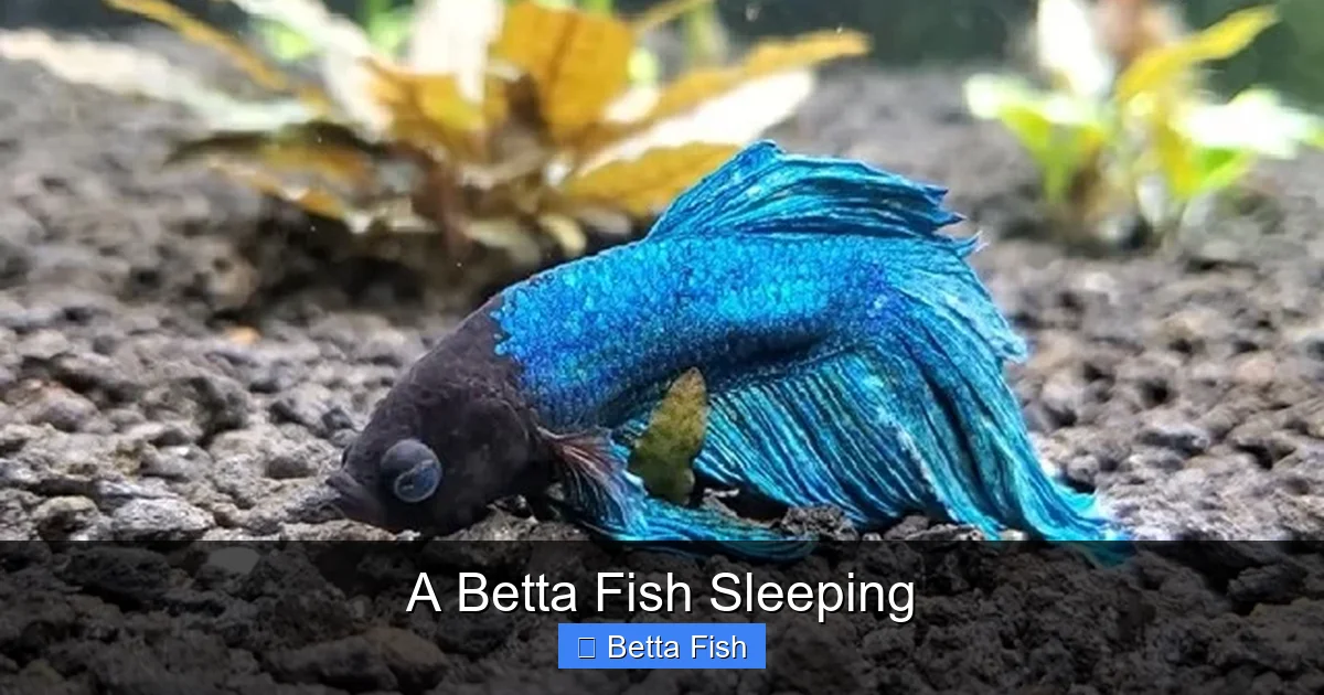A Betta Fish Sleeping