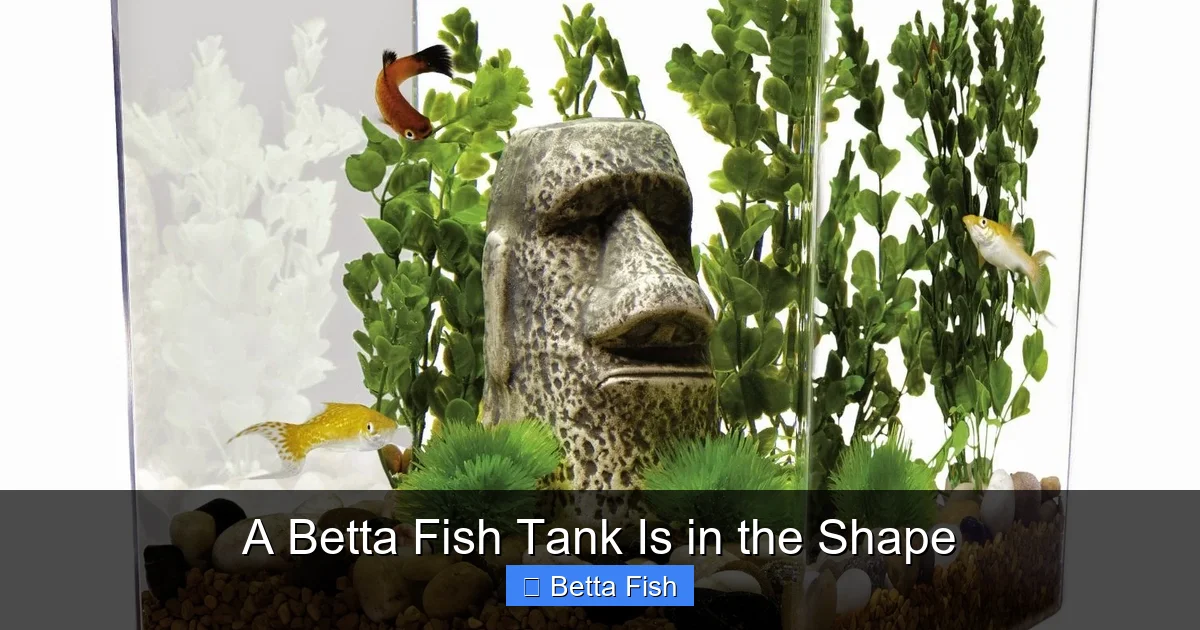 A Betta Fish Tank Is in the Shape